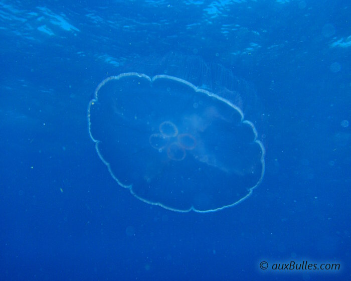 La méduse bleue ou méduse lune (Aurelia aurita)