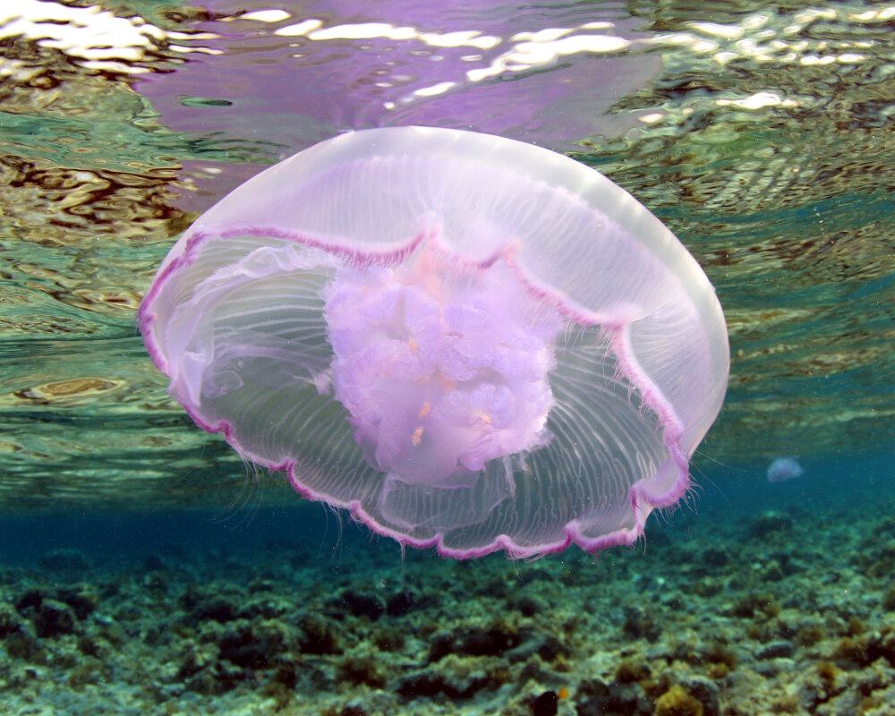 The coloration of the moon jellyfish ranges from bluish to pinkish