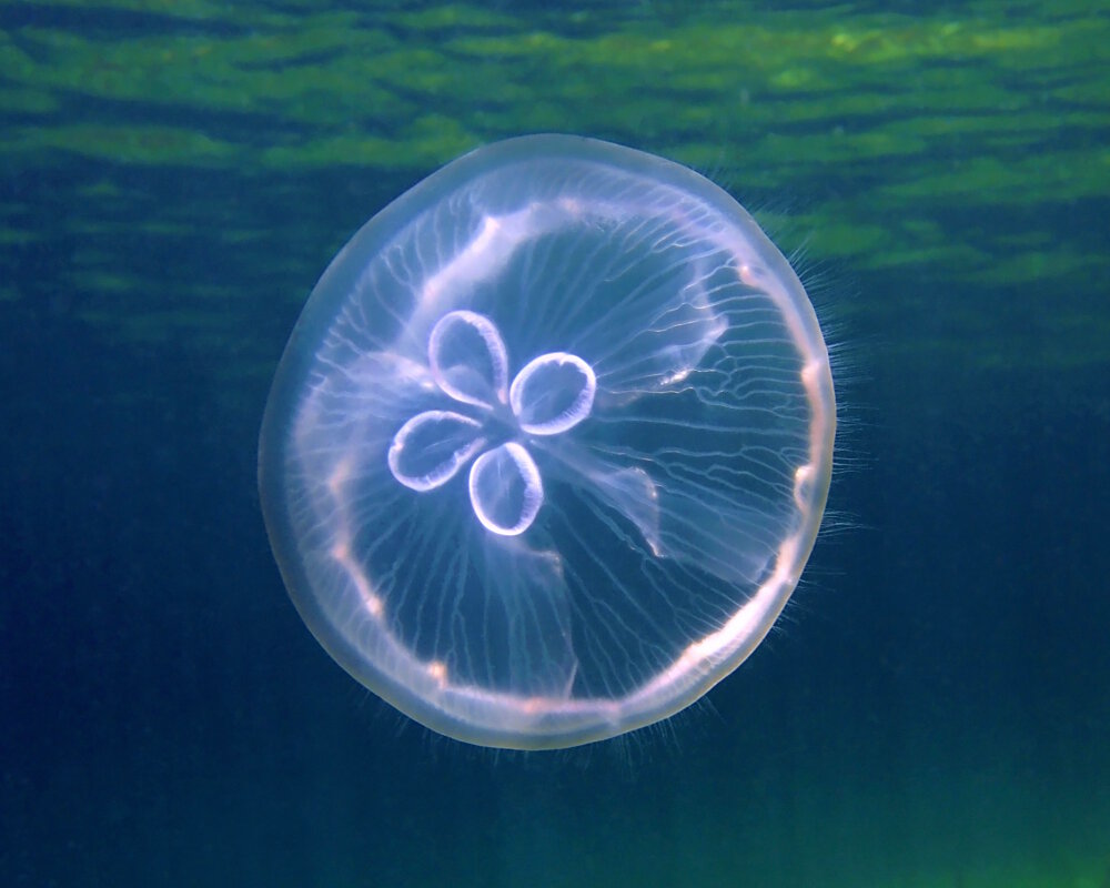 The moon jellyfish is easily recognizable by its four horseshoe-shaped forms visible through the transparency of its bell
