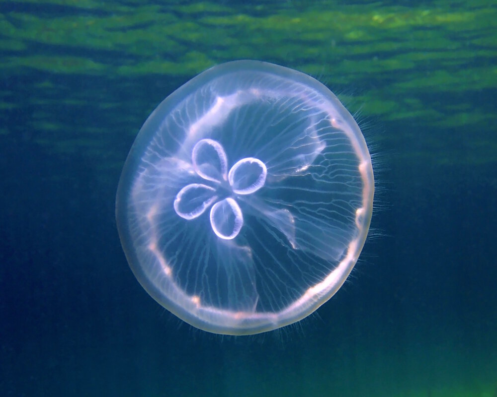 La méduse bleue, également connue sous le nom de méduse lune, présente une forme en cloche aplatie qui mesure en moyenne une trentaine de centimètres de diamètre. Son ombrelle est translucide et de forme régulière avec une bordure festonnée. Sa coloration peut varier du bleutée au rosâtre en fonction de son alimentation.