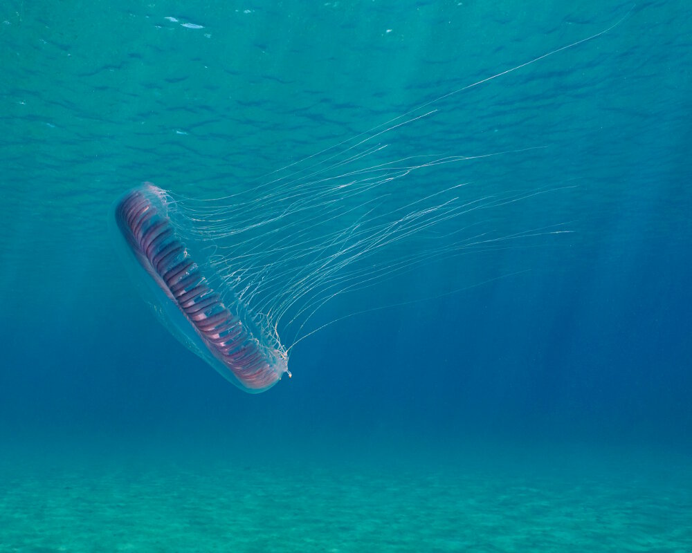 La méduse équorée (Aequorea forskalea) La méduse équorée (Aequorea forskalea)