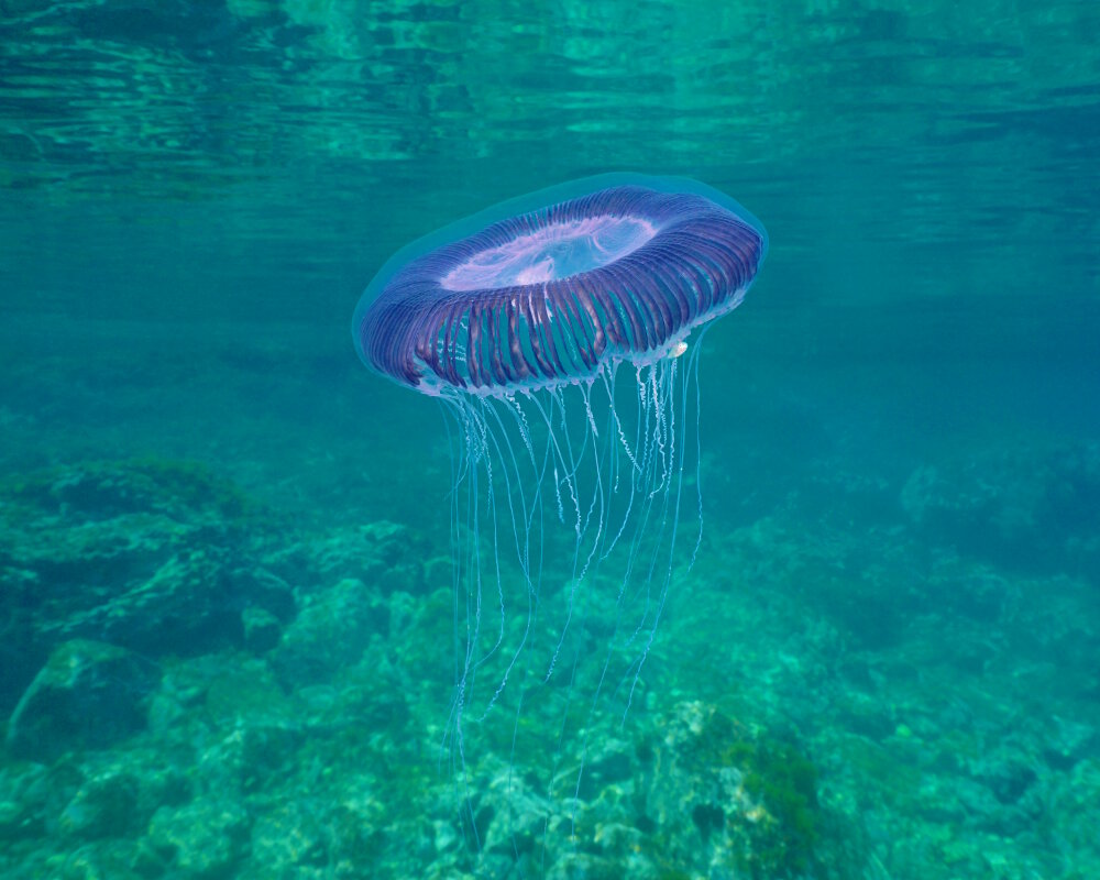 La méduse équorée (Aequorea forskalea) La méduse équorée (Aequorea forskalea)