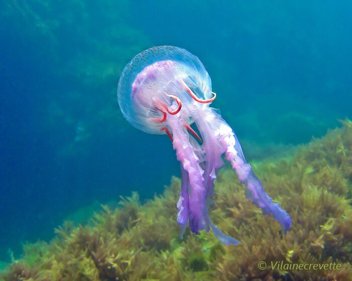 La méduse pélagique mauve (Pelagia noctiluca)