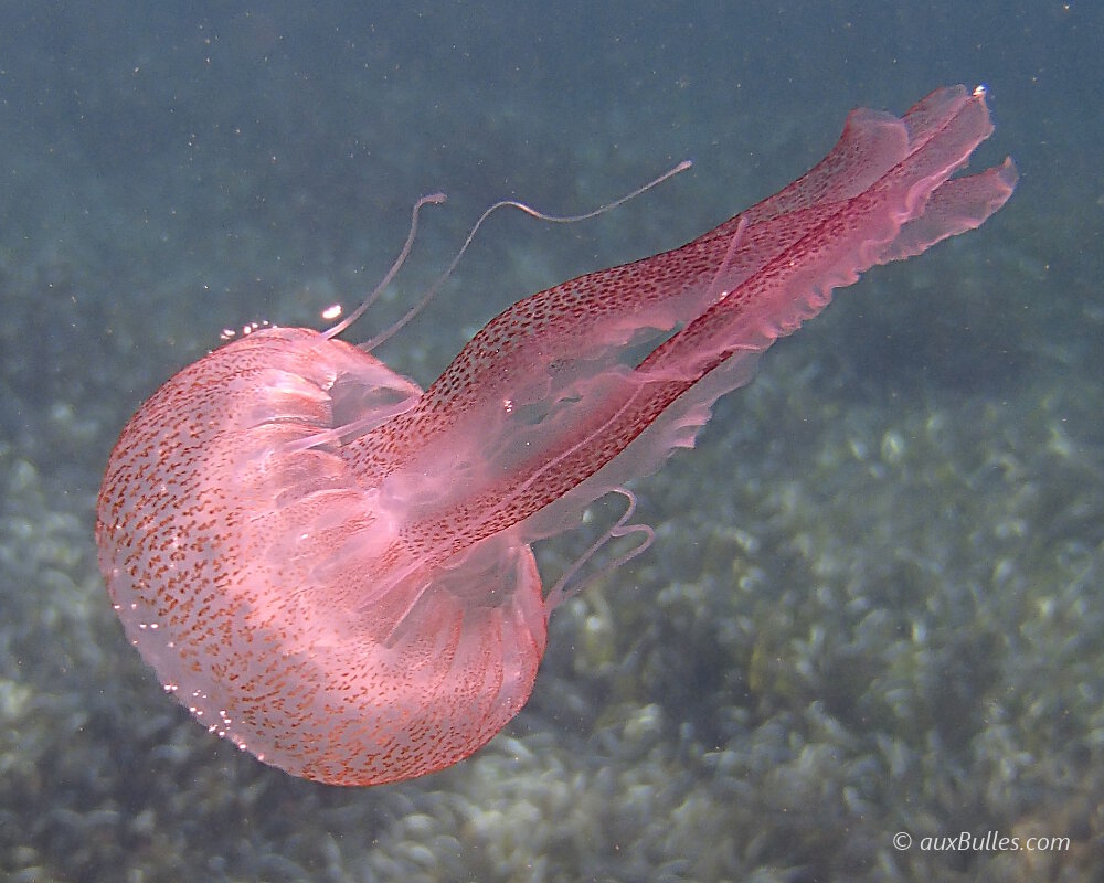 The body of the purple striped jellyfish with its bell and four distinct oral arms The body of the purple striped jellyfish with its bell and four distinct oral arms