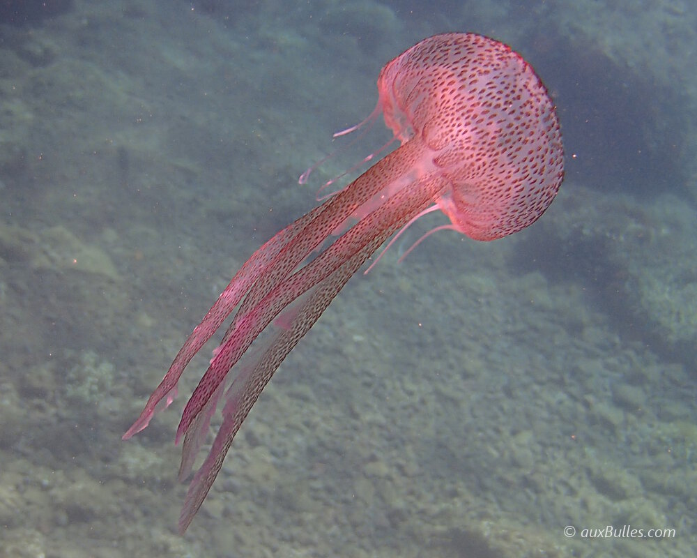 Les tentacules urticants de la méduse pélagique mauve sont particulièrement fins et bordent au nombre de 8 l'ombrelle