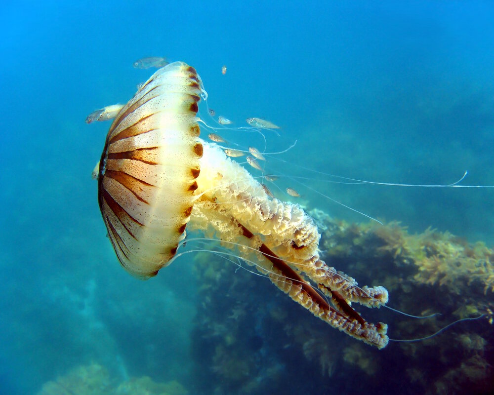 La méduse rayonnée (Chrysaora hysoscella)