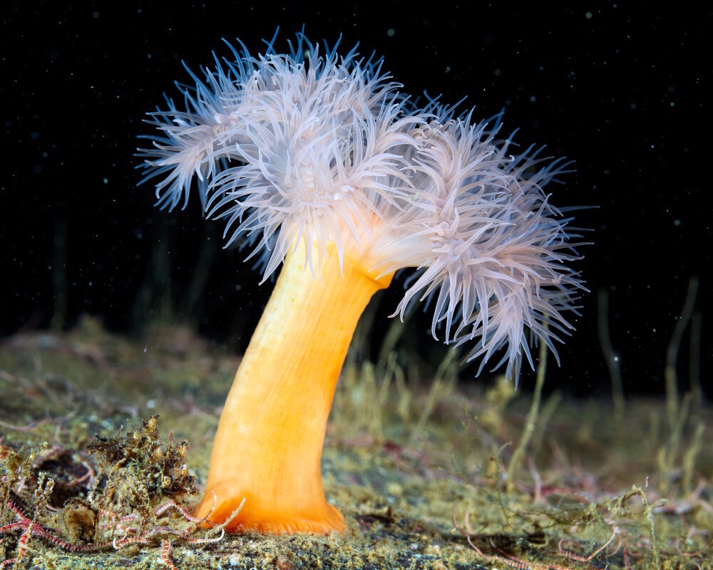 The plumose sea anemone is a key species in temperate and cold marine ecosystems. Its high adaptability, morphological diversity and reproductive strategies make it a crucial organism for understanding biological and ecological interactions in marine environments.
