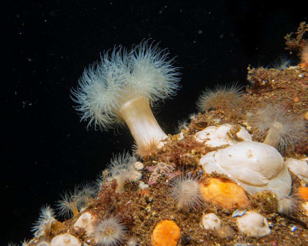 L'oeillet de mer ou anémone plumeuse (Metridium senile)