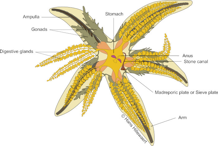 Anatomy of the common sea star Anatomy of the common sea star