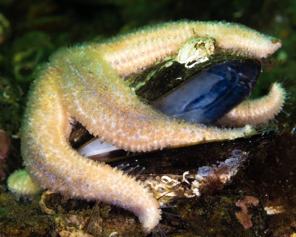 A common sea star (Asterias rubens) after feeding on a northern horse mussel in Loch Long, off the west coast of Scotland A common sea star (Asterias rubens) after feeding on a northern horse mussel in Loch Long, off the west coast of Scotland