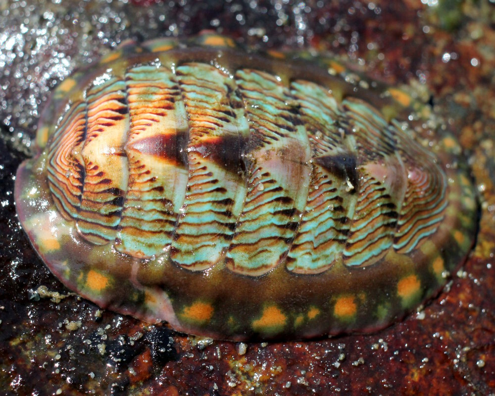 Le chiton rouge ligné (Tonicella lineata)