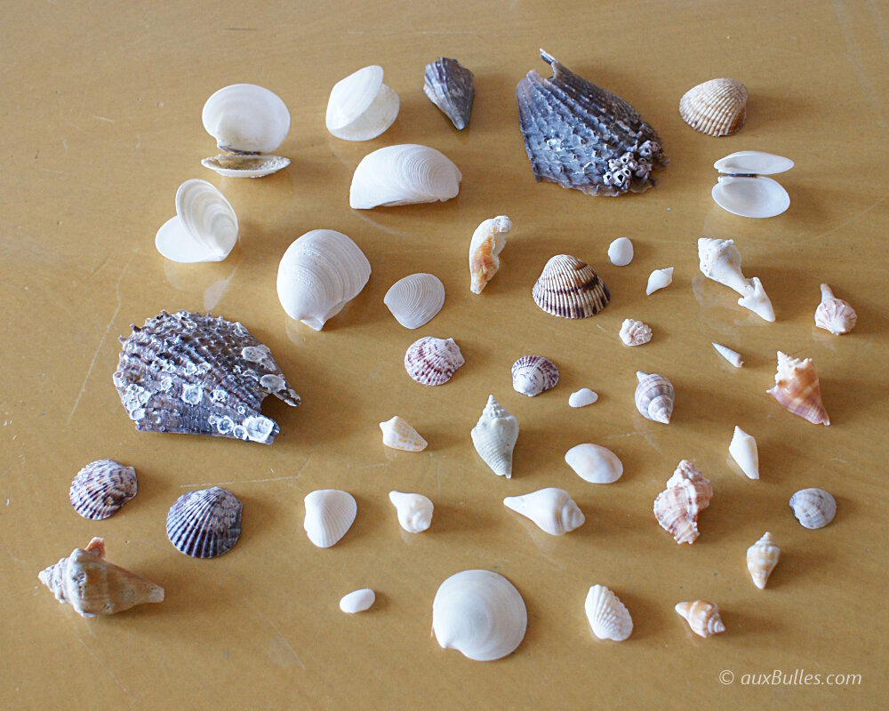 Une collection très variée de coquillages ramassés sur la plage