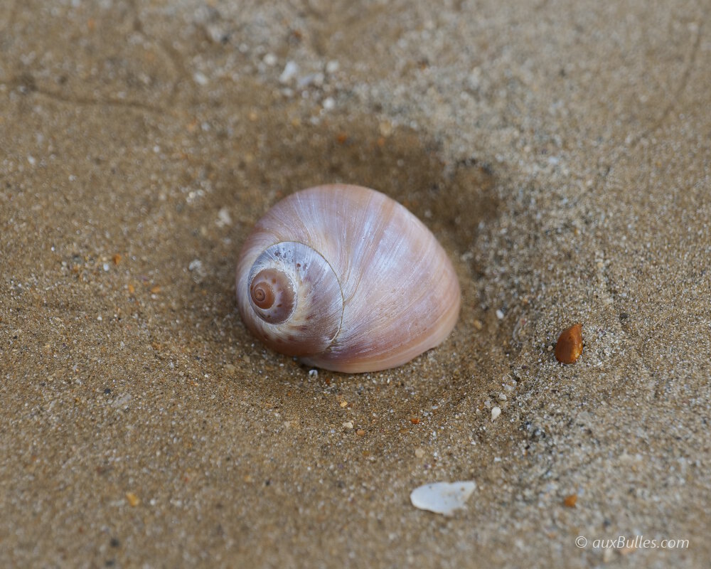 Un coquillage posé sur le sable à marée basse