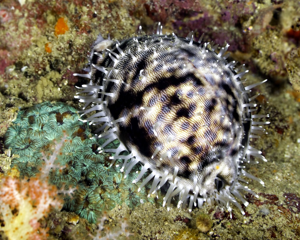 La porcelaine tigre (Cypraea tigris) La porcelaine tigre (Cypraea tigris)
