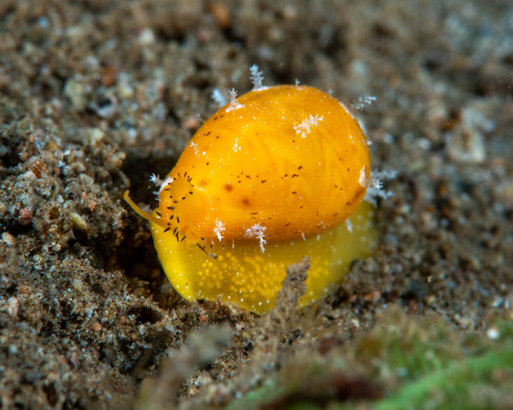La porcelaine zigzag (Palmadusta ziczac)