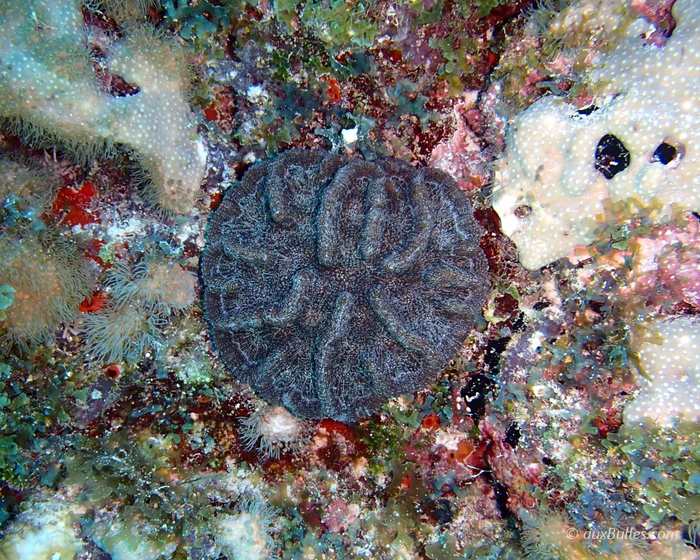 Le corail cactus ridé forme une colonie en forme de disque, parcourue de crêtes charnues et de sillons sinueux