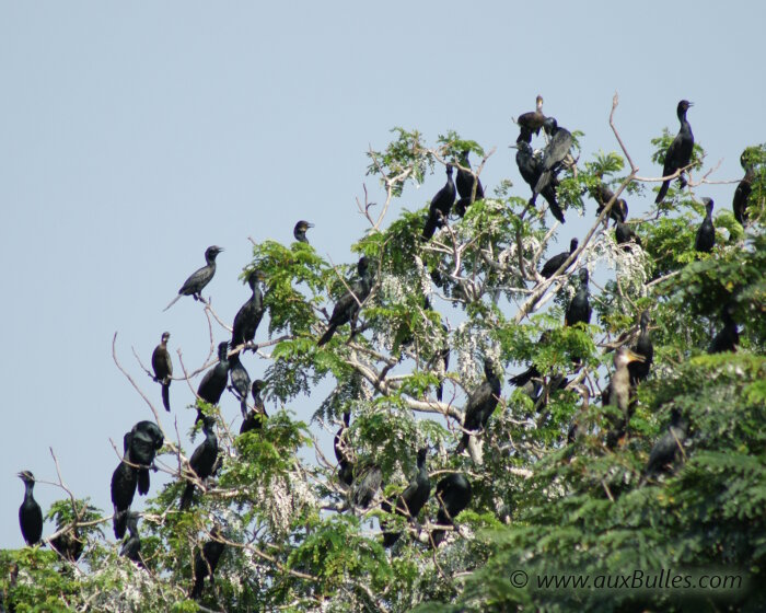 Une importante population de cormorans au sommet de la cime des arbres !