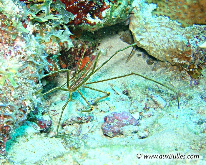 Le crabe flèche est à l'affut dans les anfractuosités du récif corallien ! Le crabe flèche est à l'affut dans les anfractuosités du récif corallien !