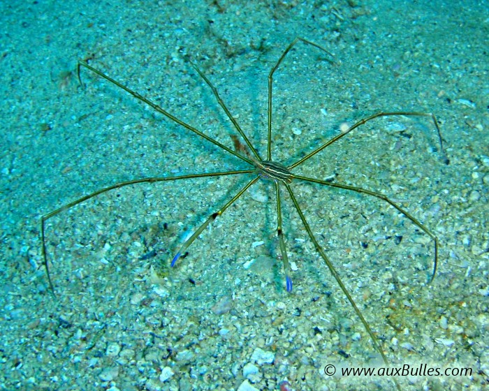 Le crabe flèche dispose de 4 paires de longues et fines pattes ainsi qu'une paire de longues pinces dont l'extrémité est de couleur bleue.