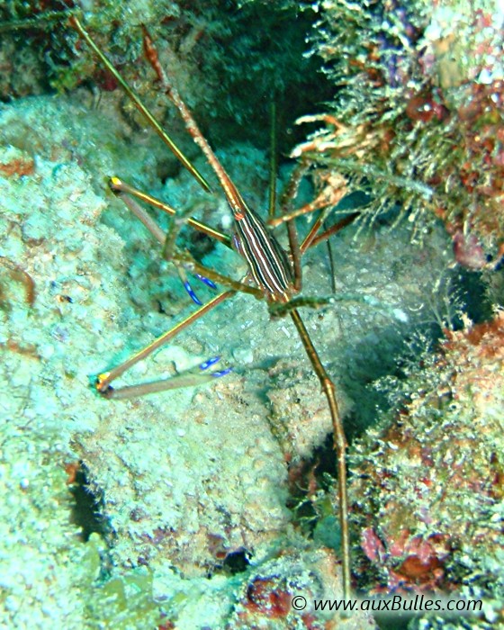 Le crabe tour Eiffel doit son nom à la forme caractéristique de son corps, évasée à la base pour se terminer en pointe !