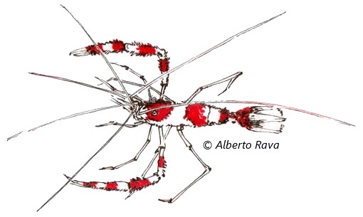La crevette nettoyeuse (Stenopus hispidus) La crevette nettoyeuse (Stenopus hispidus)