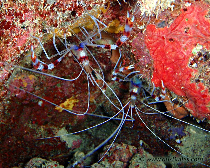 La crevette nettoyeuse passse sa journée à l'attente du poisson en quête d'une petite toilette.