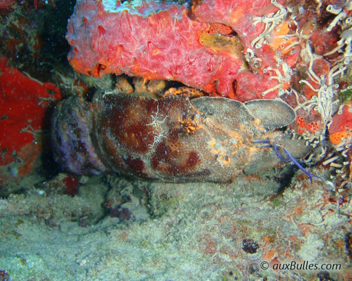 La cigale de mer marie-carogne (Scyllarides aequinoctialis)