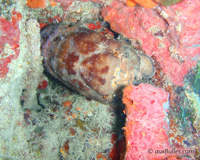 La cigale de mer marie-carogne (Scyllarides aequinoctialis)