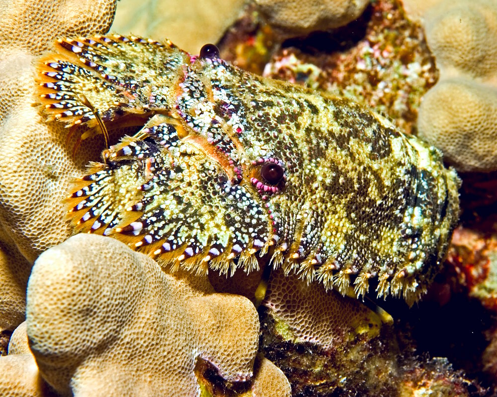 La cigale de mer savate (Parribacus antarcticus) La cigale de mer savate (Parribacus antarcticus)