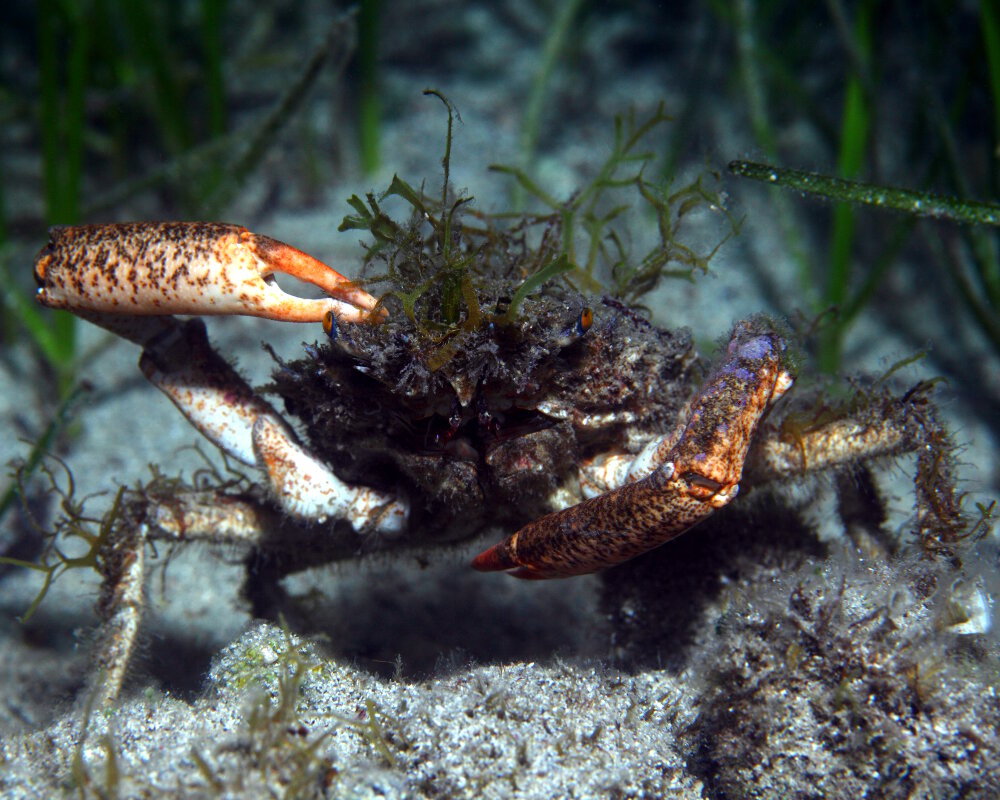 Le crabe araignée de Méditerranée (Maja squinado) en mode camouflage actif
