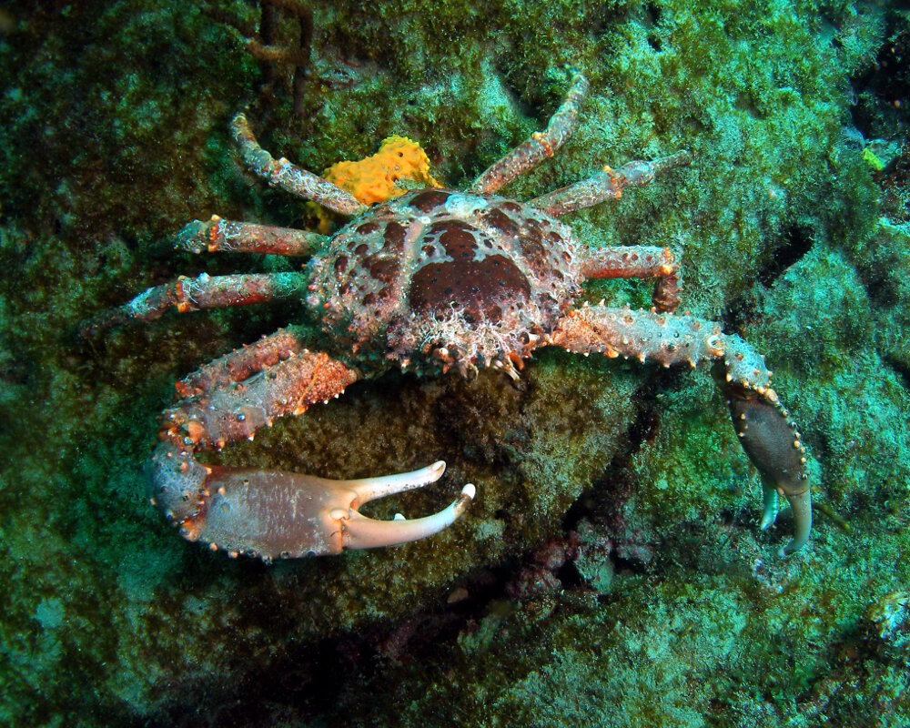 Le crabe araignée épineux (Maguimithrax spinosissimus)
