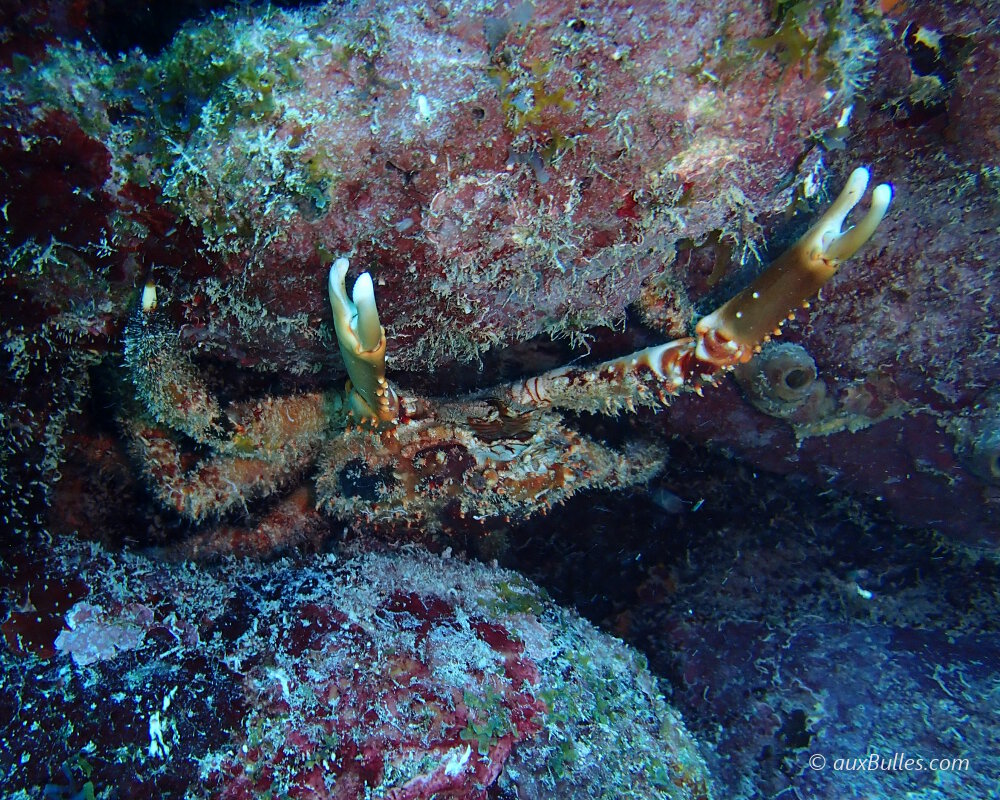 Le crabe araignée épineux (Maguimithrax spinosissimus)