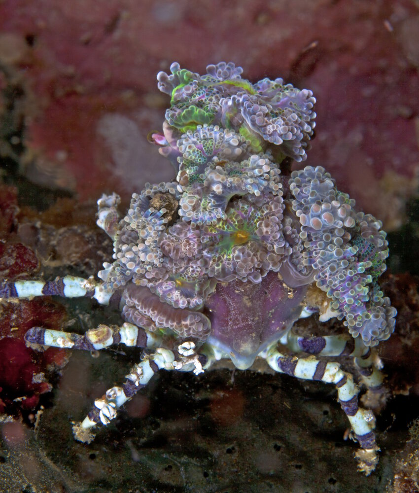 Le crabe araignée décorateur (Cyclocoeloma tuberculata) Le crabe araignée décorateur (Cyclocoeloma tuberculata)
