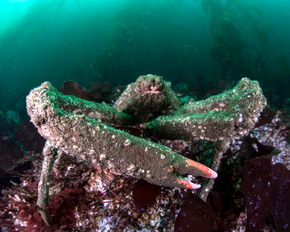 Le crabe araignée mouton californien (<i>Loxorhynchus grandis</i>) Le crabe araignée mouton californien (<i>Loxorhynchus grandis</i>)