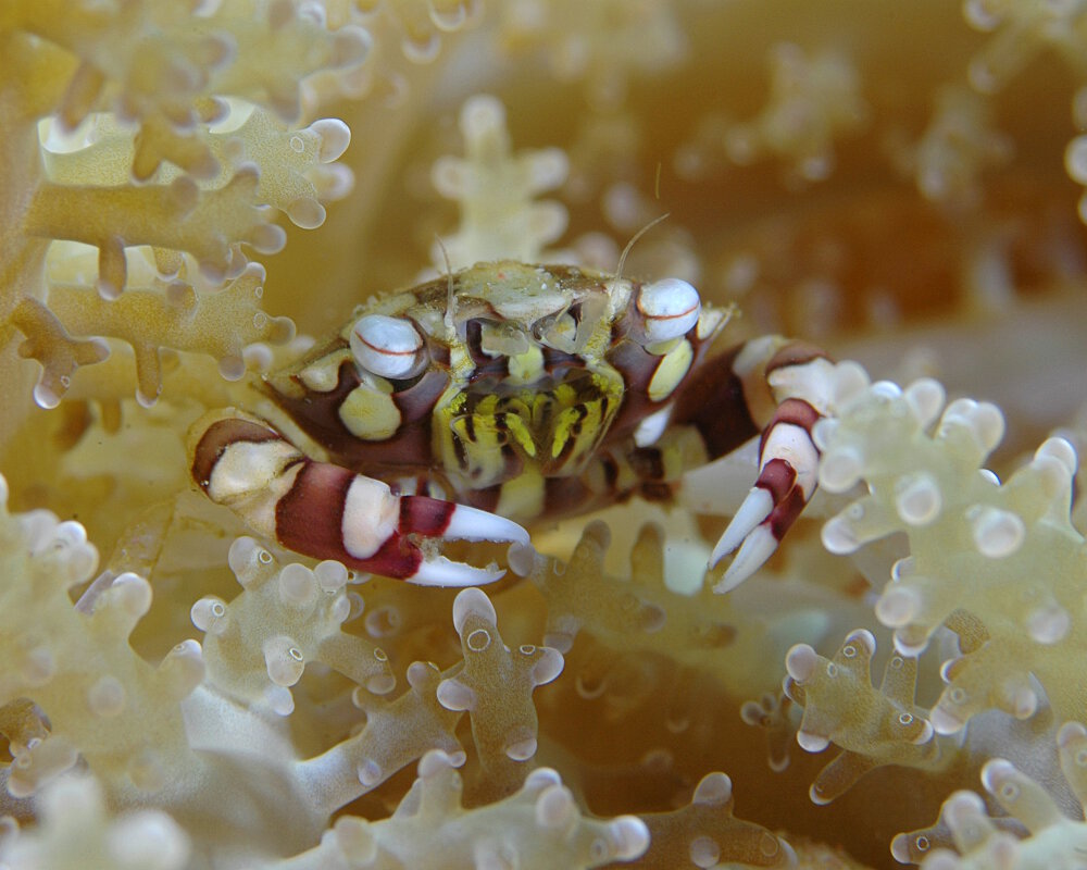 Le crabe arlequin (Lissocarcinus laevis)