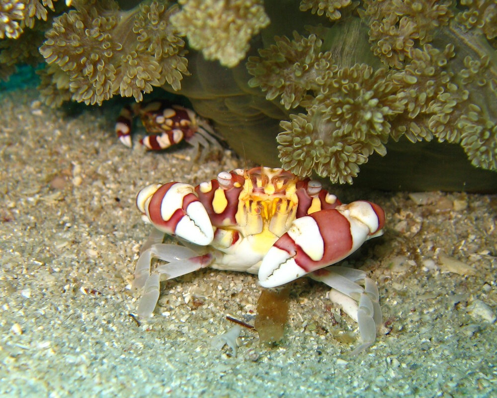 Le crabe arlequin (Lissocarcinus laevis)