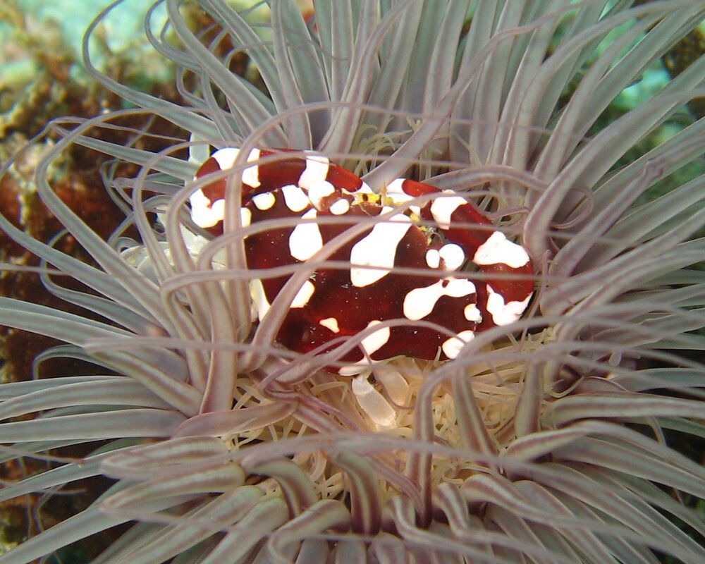 Le crabe arlequin (Lissocarcinus laevis)