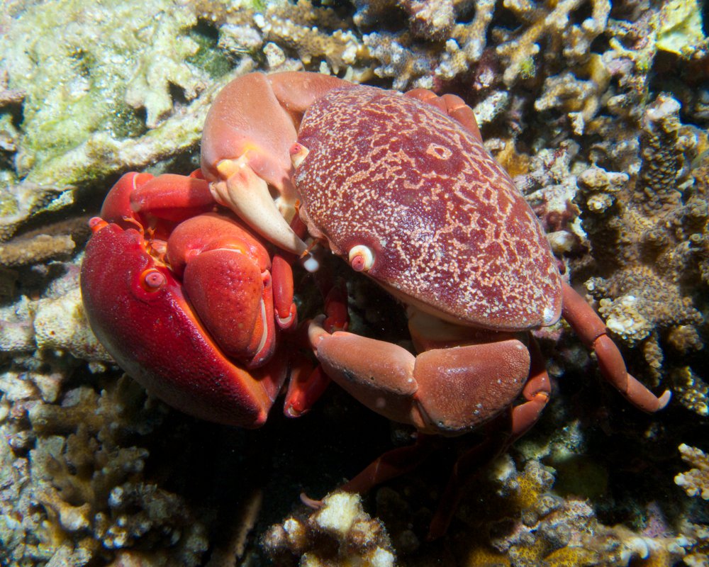 Le crabe bombé (Carpilius convexus)