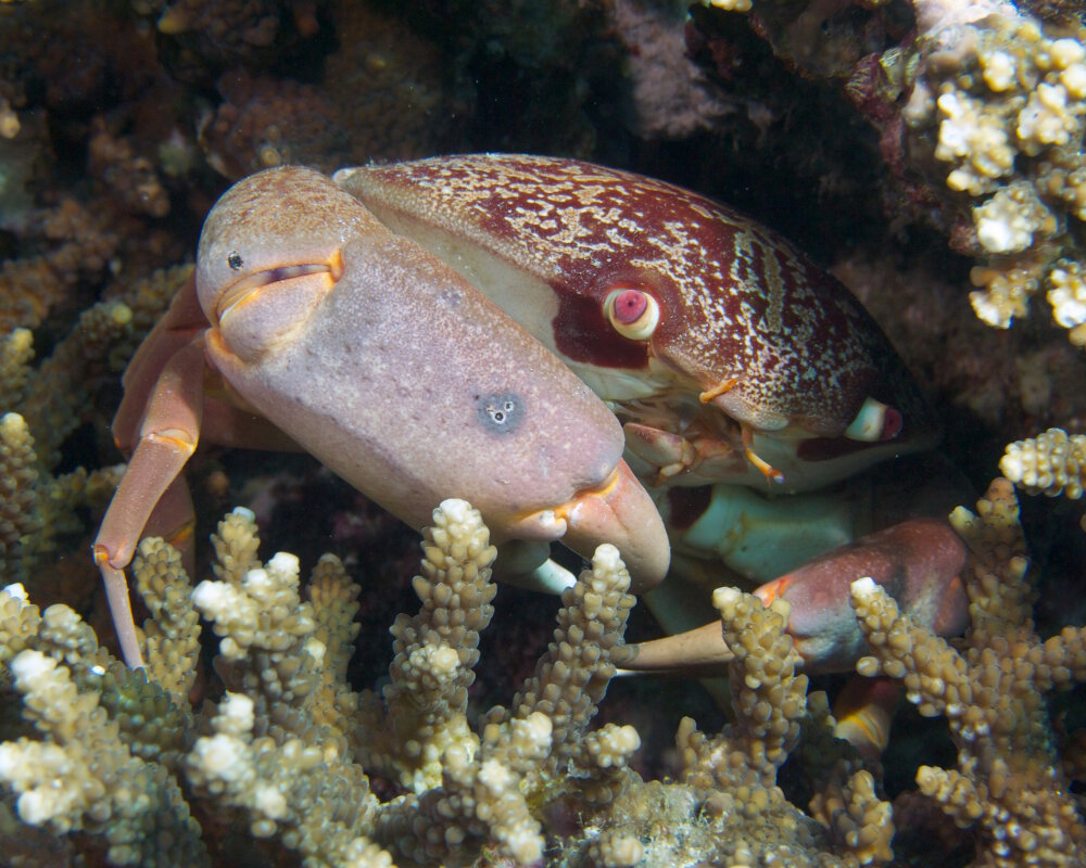 Le crabe bombé (Carpilius convexus)