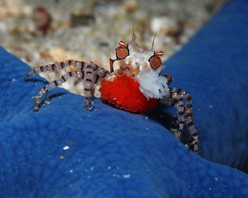 Le crabe boxeur à mosaïque (Lybia tessellata)