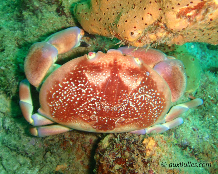 Le crabe corail (Carpilius corallinus)