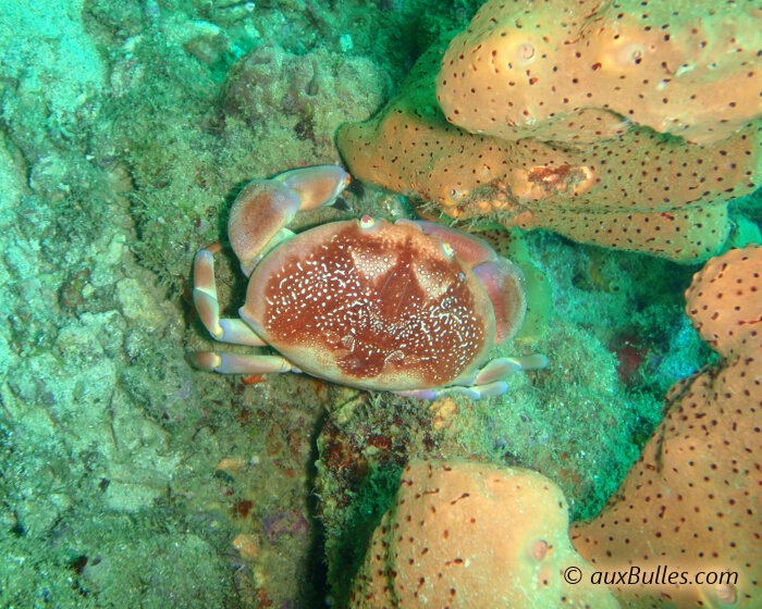 Le crabe corail (Carpilius corallinus)