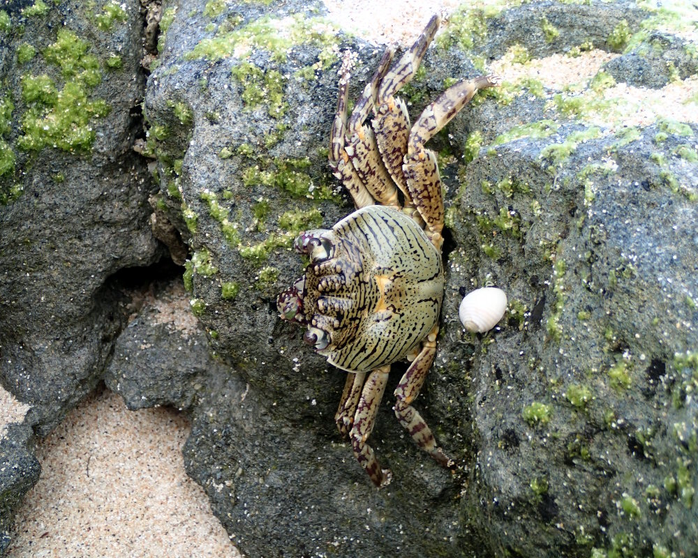 Le crabe coureur tacheté (Grapsus albolineatus)