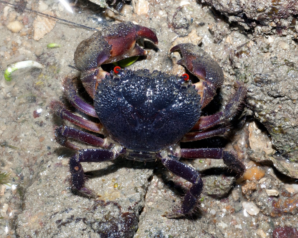 Le crabe de récif aux yeux rouge (Eriphia ferox)