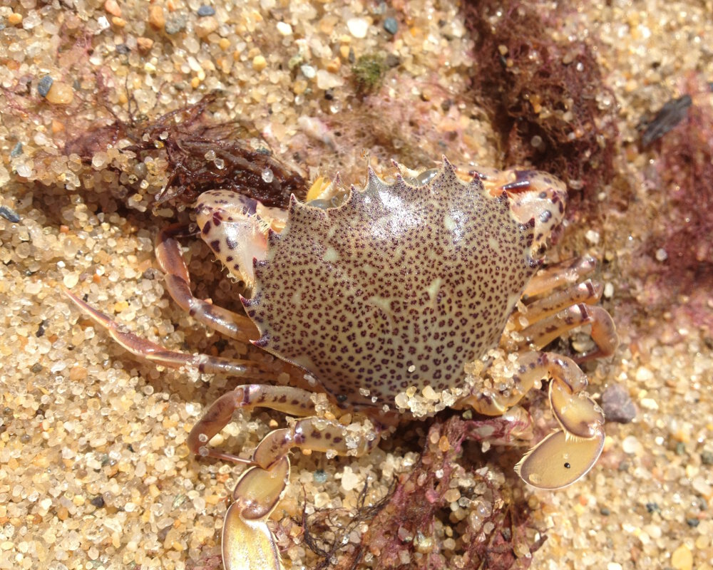 Le crabe demoiselle (Ovalipes ocellatus)