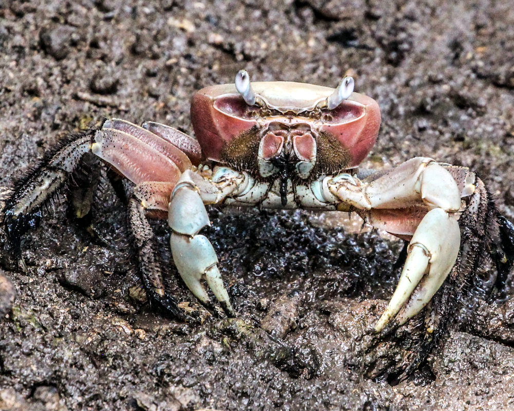 Le crabe des cocotiers (Birgus latro) Le crabe des cocotiers (Birgus latro)