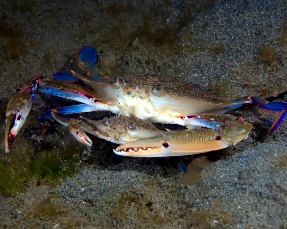 L'étrille bleue (Portunus pelagicus) doit son nom à la couleur bleutée de ses pattes et de sa carapace !