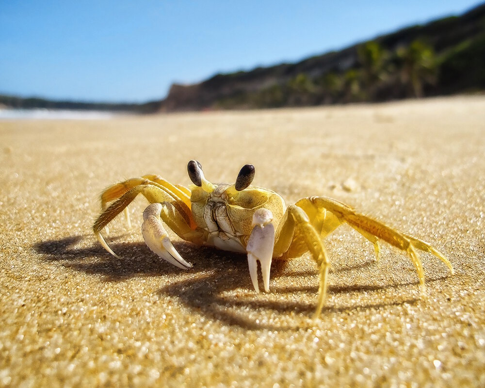 Le crabe fantôme de l'Atlantique (Ocypode quadrata) Le crabe fantôme de l'Atlantique (Ocypode quadrata)