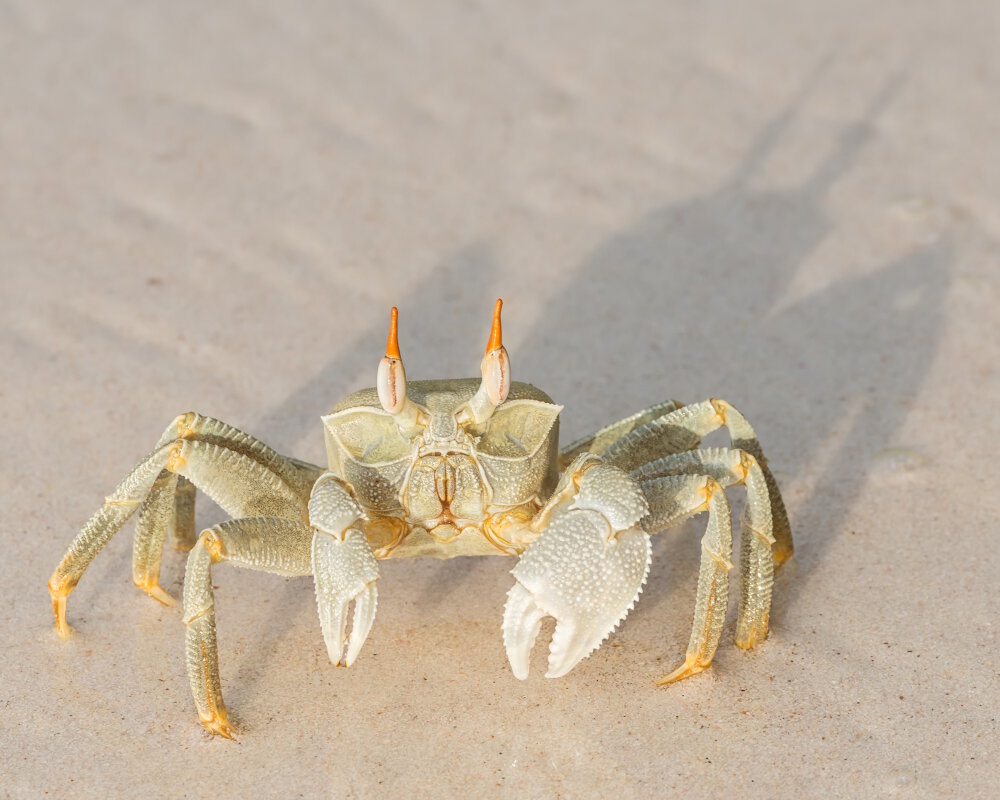 Le crabe fantôme aux yeux cornus (Ocypode ceratophthalmus) Le crabe fantôme aux yeux cornus (Ocypode ceratophthalmus)