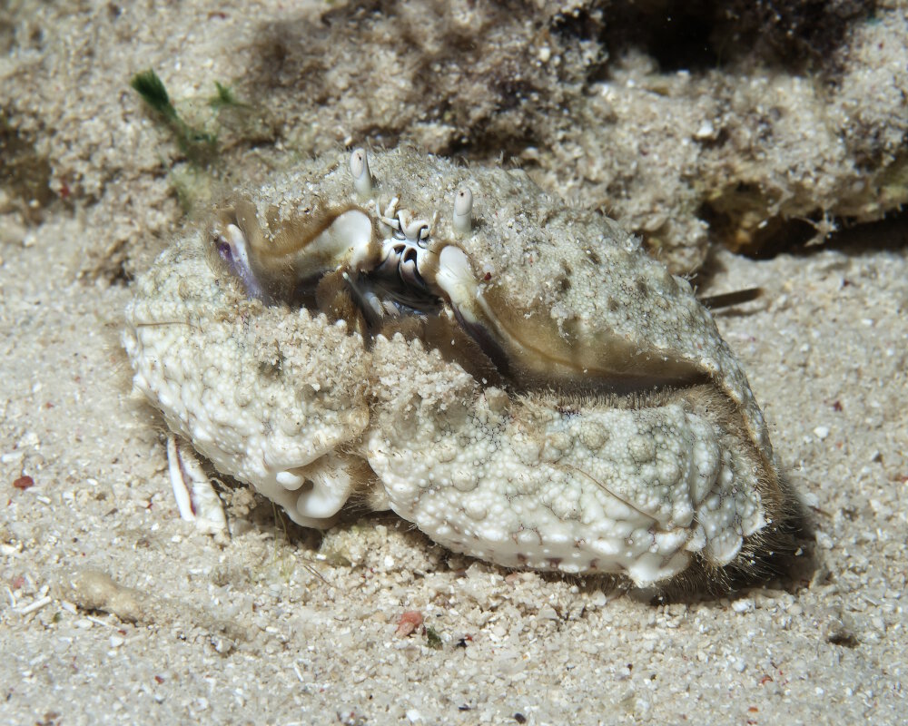 Le crabe honteux d'Indo Pacifique (Calappa hepatica) Le crabe honteux d'Indo Pacifique (Calappa hepatica)